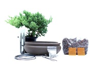 Juniper Bonsai Kit
