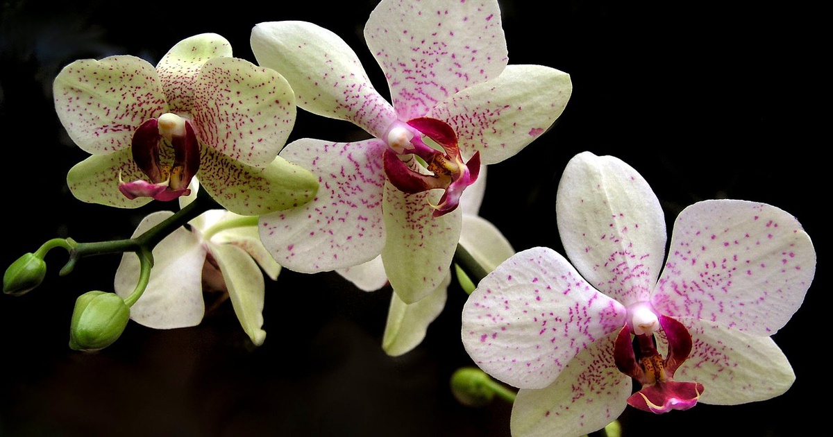 The Incredible Story of the Most Expensive Orchid Ever Sold B & T