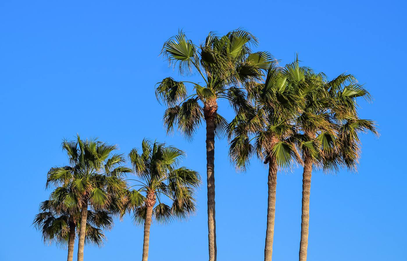 The Most Expensive Palm Tree & Why It's a Real Investment