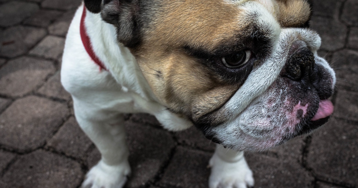 why-bulldogs-are-so-expensive-and-what-makes-them-so-special-b-t