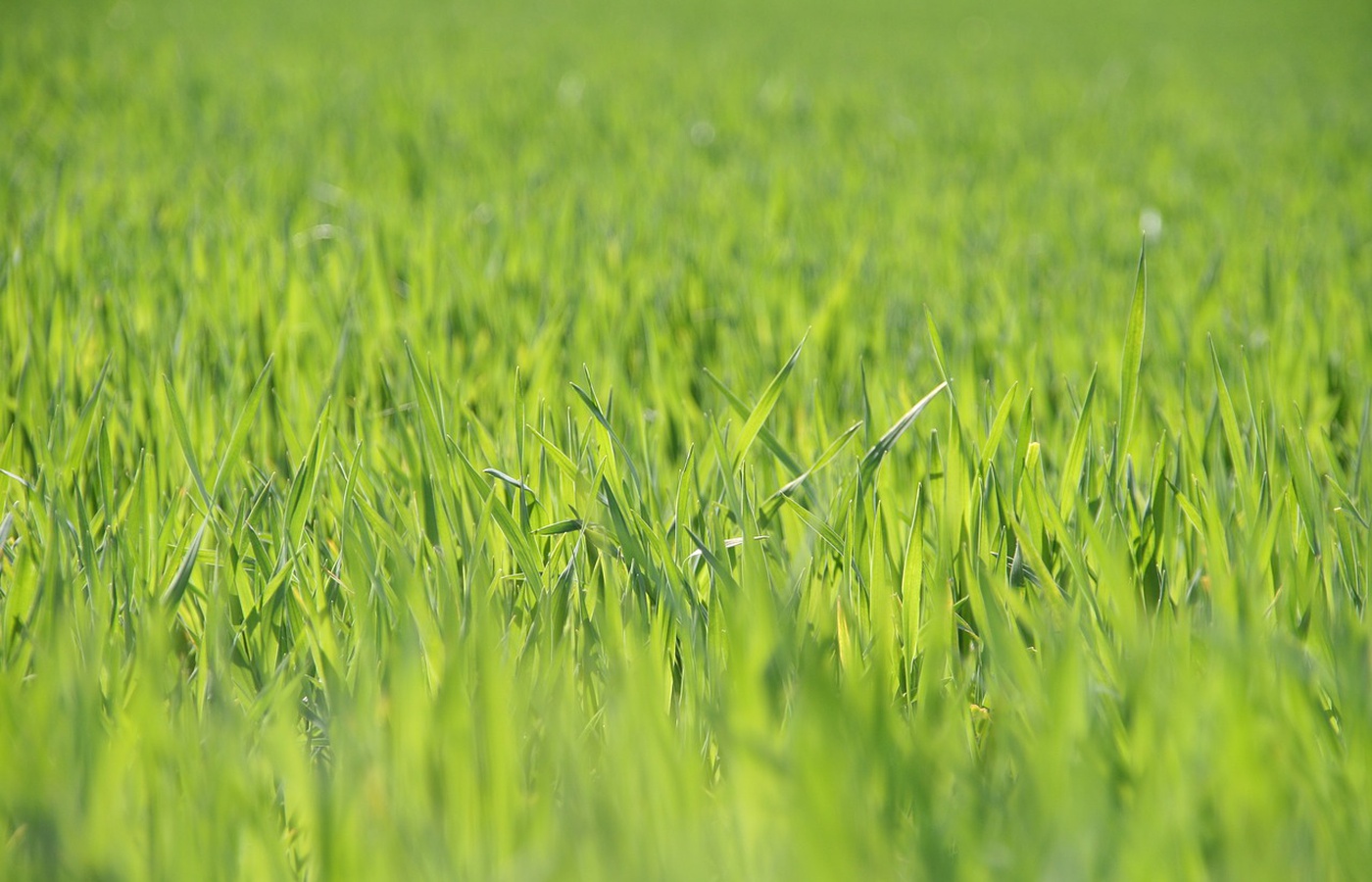 Why Grass Seed is So Expensive: Three Facts to Make Your Head Spin | B & T