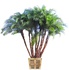 Senegal Date Palm Tree (Wild Date Palm): Large