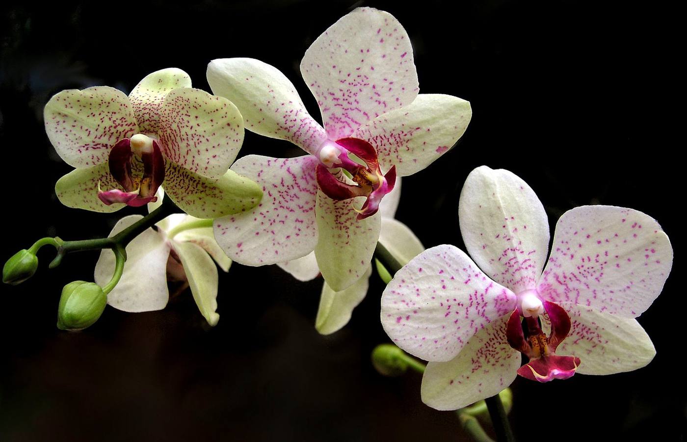 The Incredible Story of the Most Expensive Orchid Ever Sold