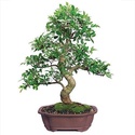 20 Year Ficus Bonsai Tree