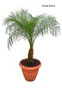 Pygmy Date Palm Tree: 1 Foot Tall