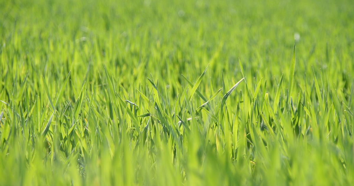 Why Grass Seed is So Expensive Three Facts to Make Your Head Spin B & T