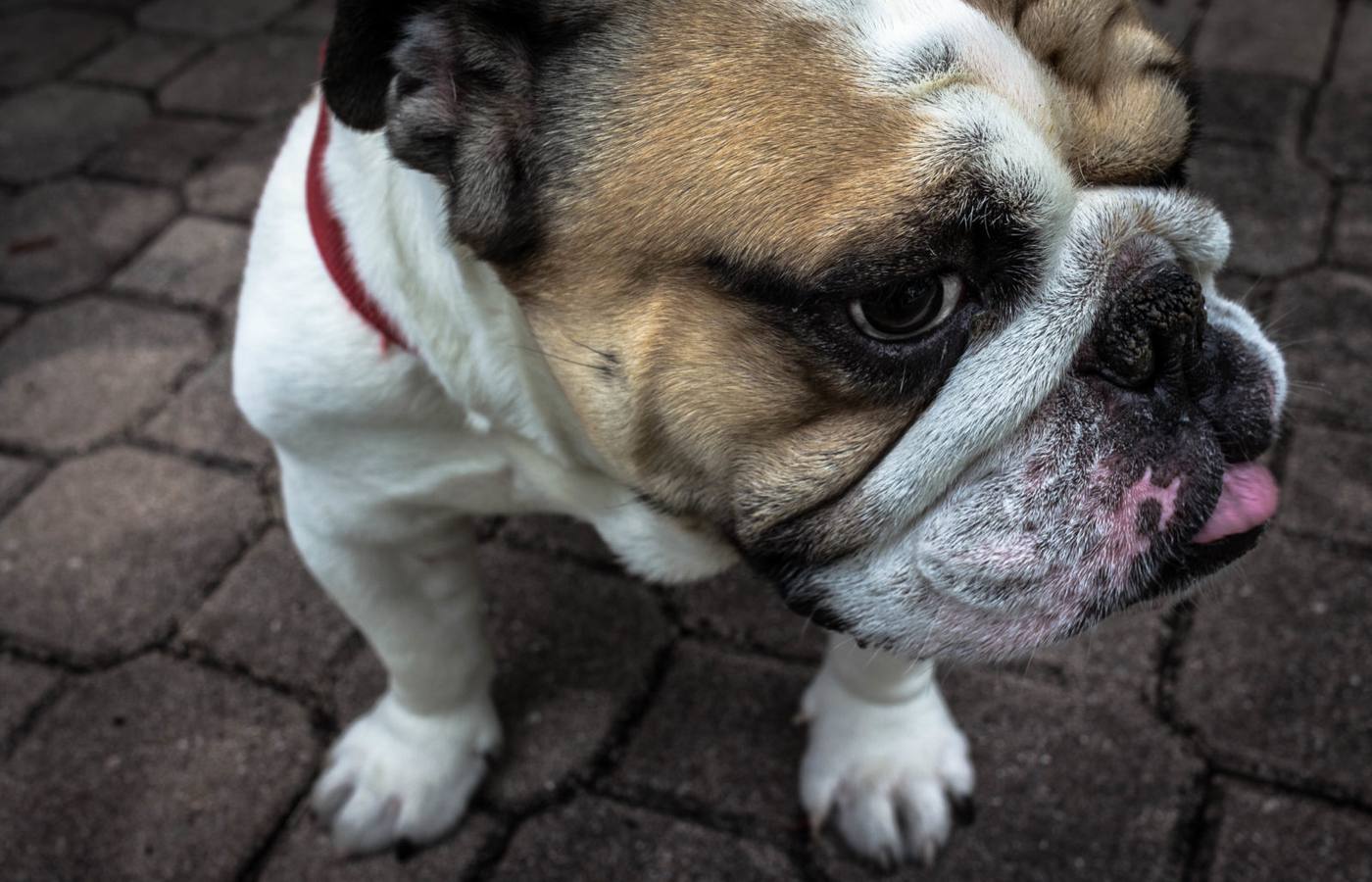 Why Bulldogs Are So Expensive and What Makes Them So Special