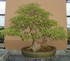 Trident Maple Bonsai Tree