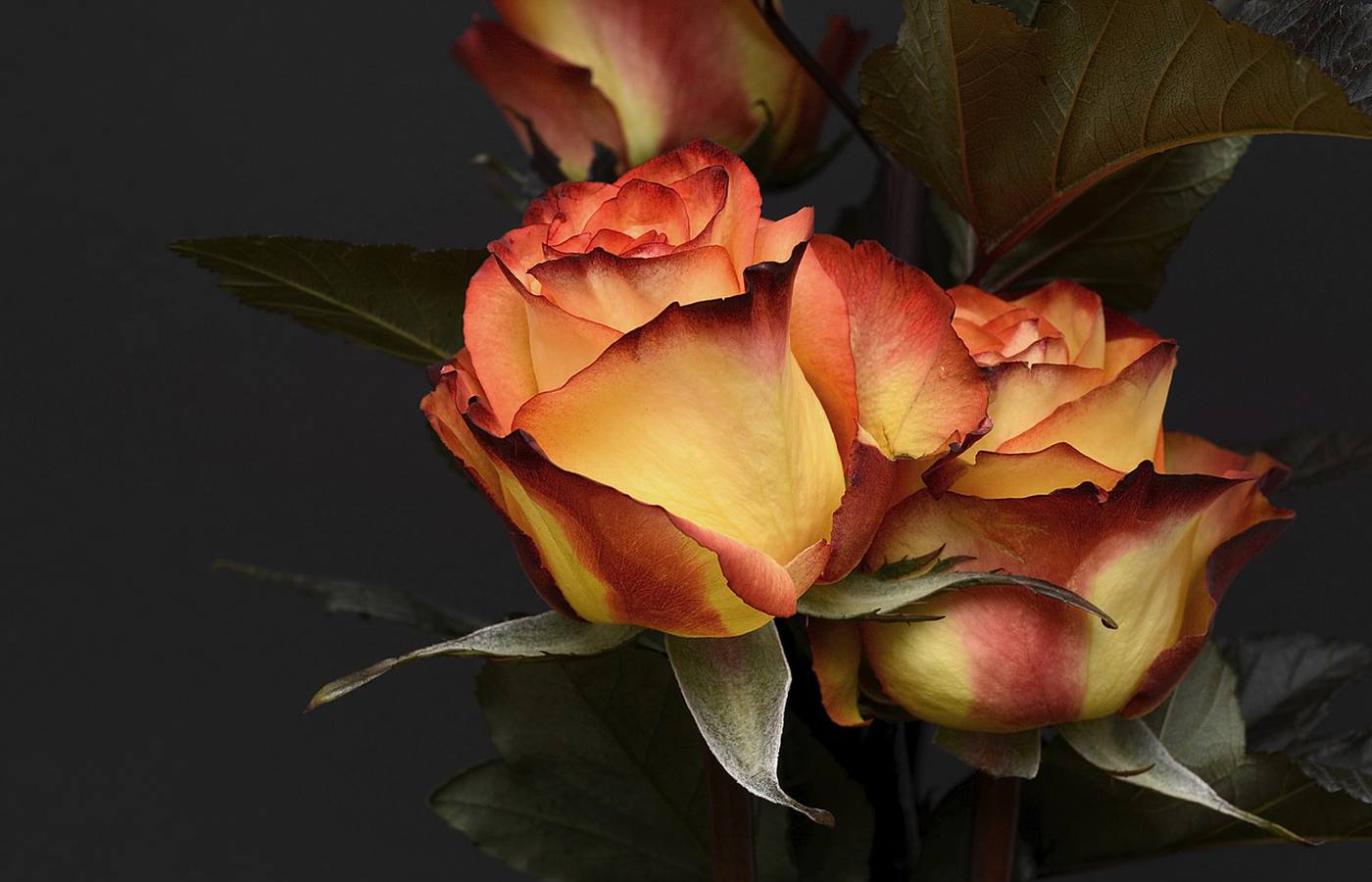 The Most Expensive Flowers in the World: Three Varieties You Should Know