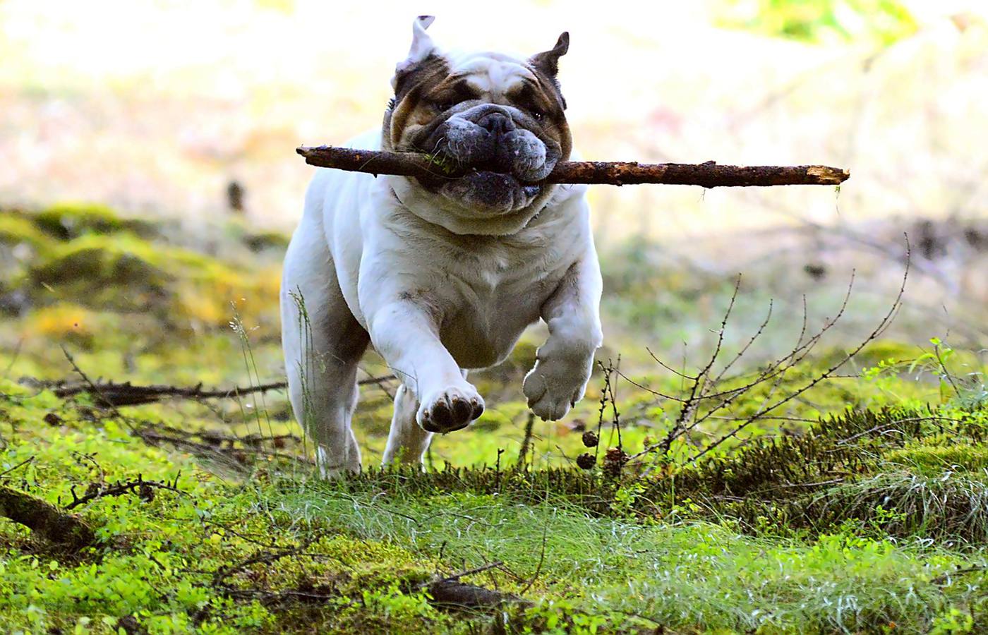Why English Bulldogs are So Expensive And People Still Have to Have Them