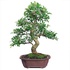 20 Year Ficus Bonsai Tree
