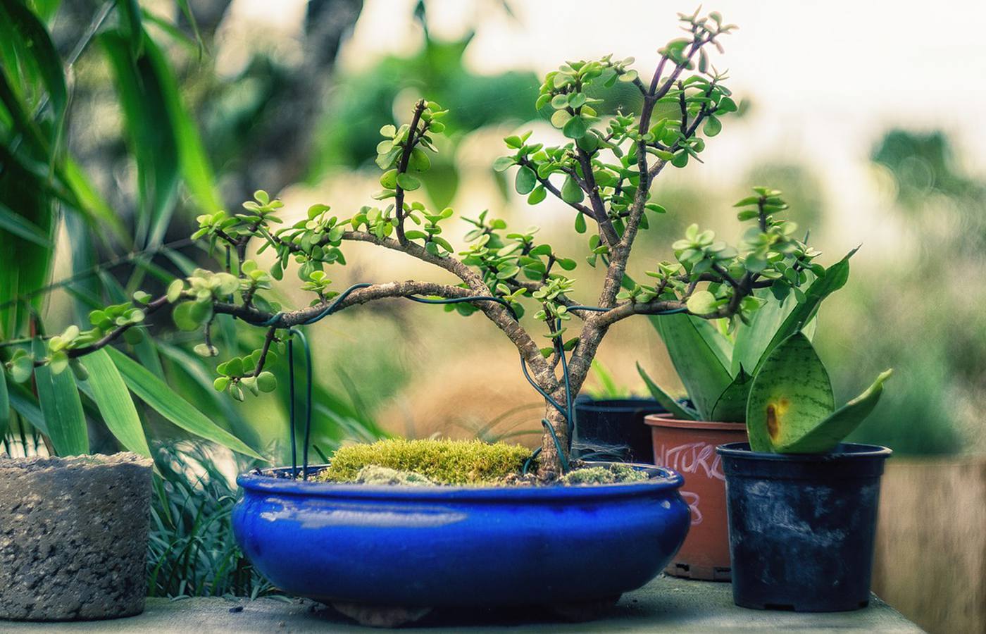 The Most Expensive Bonsai Trees You Can Buy Brick Thistle